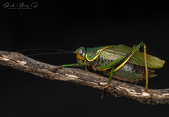 Coniungoptera nothofagi
