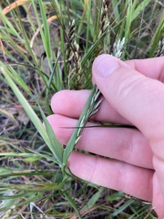 Melica californica