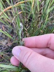 Melica californica