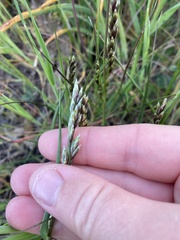 Melica californica