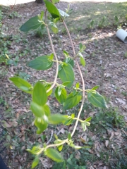 Lonicera japonica image