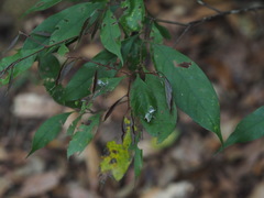 Castanopsis kawakamii