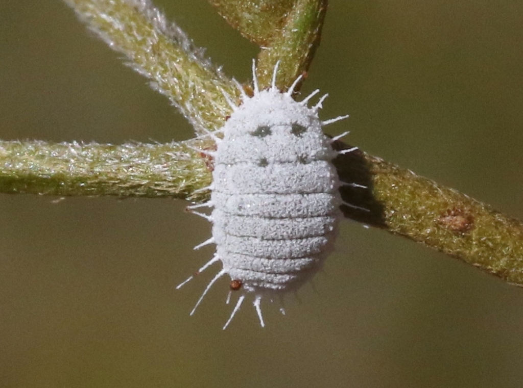 Creosote Mealybug