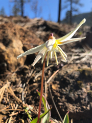 Erythronium citrinum