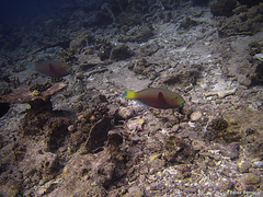 Chlorurus strongylocephalus