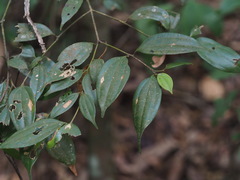 Cinnamomum subavenium