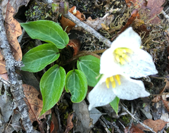 Pseudotrillium rivale