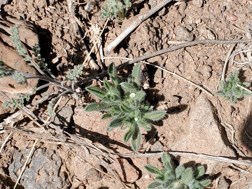 Image of Cryptantha crassisepala by no rights reserved