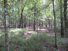 Cantharellus tenuithrix