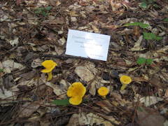 Cantharellus tenuithrix