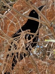 Quiscalus mexicanus