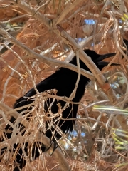 Quiscalus mexicanus