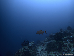 Caranx lugubris