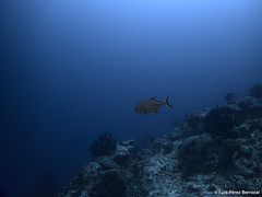 Caranx lugubris