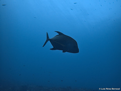Caranx lugubris