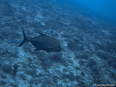 Caranx lugubris