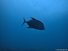 Caranx lugubris