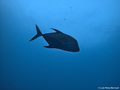 Caranx lugubris