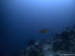 Caranx lugubris