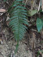 Microlepia hookeriana