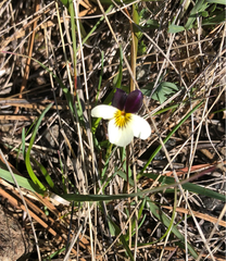 Viola hallii