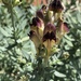 Melancholy Toadflax - Photo (c) Kian Khalilian, some rights reserved (CC BY-NC), uploaded by Kian Khalilian