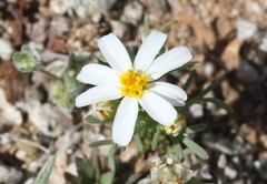 Thymophylla concinna