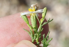 Thymophylla concinna