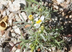 Thymophylla concinna