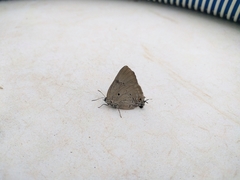 Parrhasius polibetes