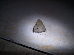 Parrhasius polibetes