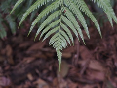 Sphaeropteris lepifera