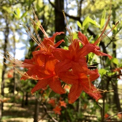 Rhododendron flammeum