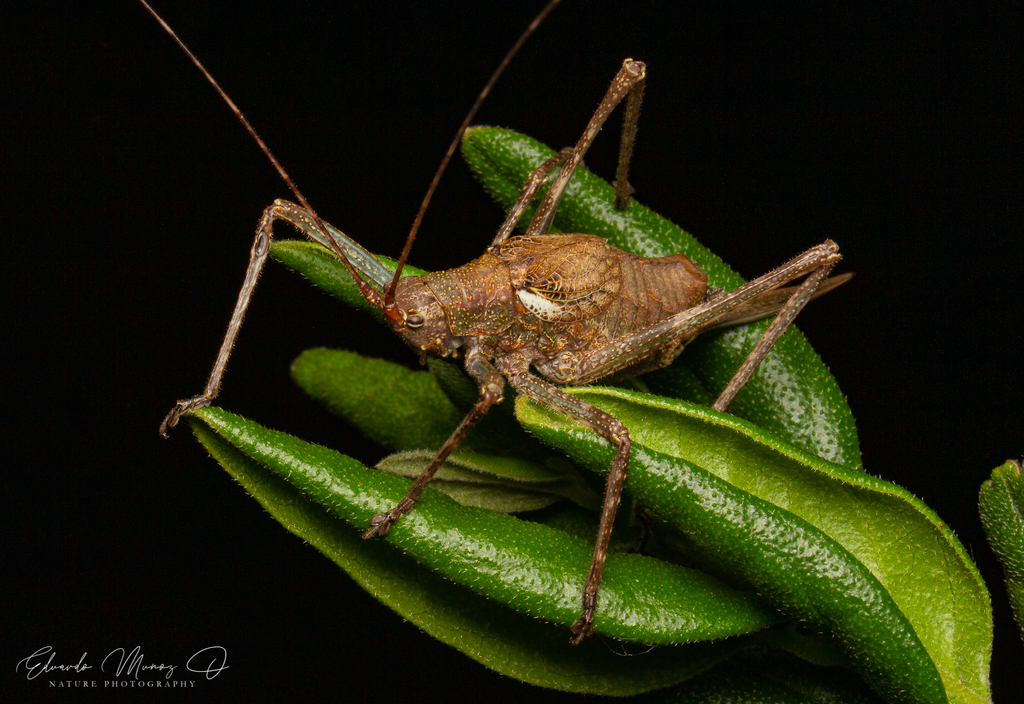 Polycleptis