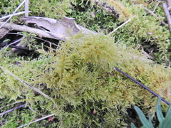 Kindbergia praelonga