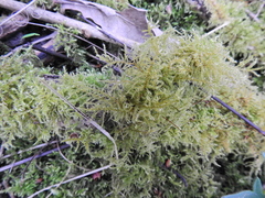 Kindbergia praelonga