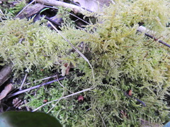 Kindbergia praelonga