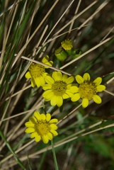 Senecio lautus