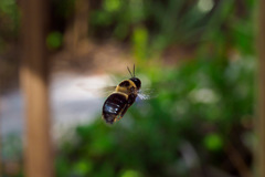 Xylocopa virginica krombeini