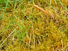 Calliergonella cuspidata