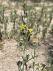 Amsinckia tessellata