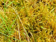 Calliergonella cuspidata