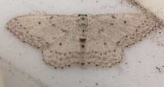Idaea minuscularia