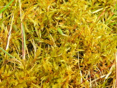 Calliergonella cuspidata