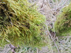 Hypnum cupressiforme