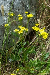 Senecio lautus