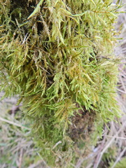 Hypnum cupressiforme