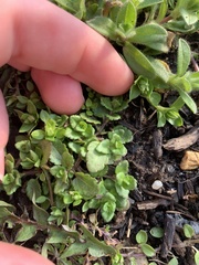 Veronica arvensis