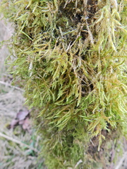 Hypnum cupressiforme