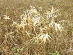 Phalaris arundinacea